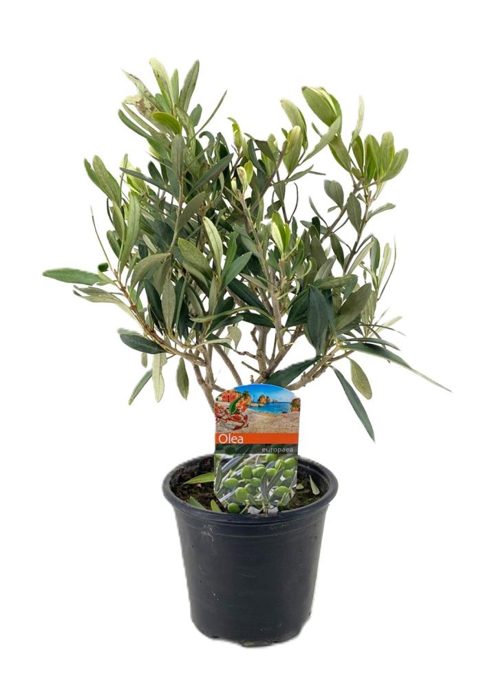 olea