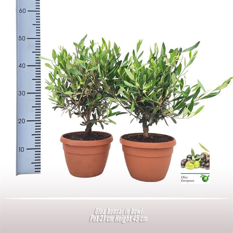 olea