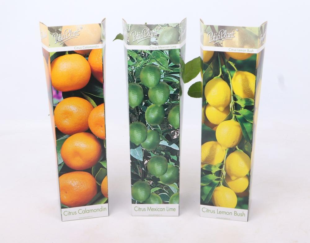 citrus