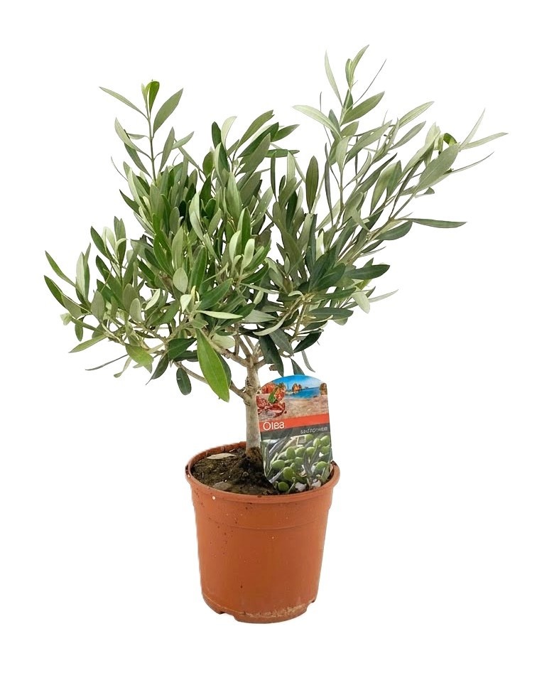 olea