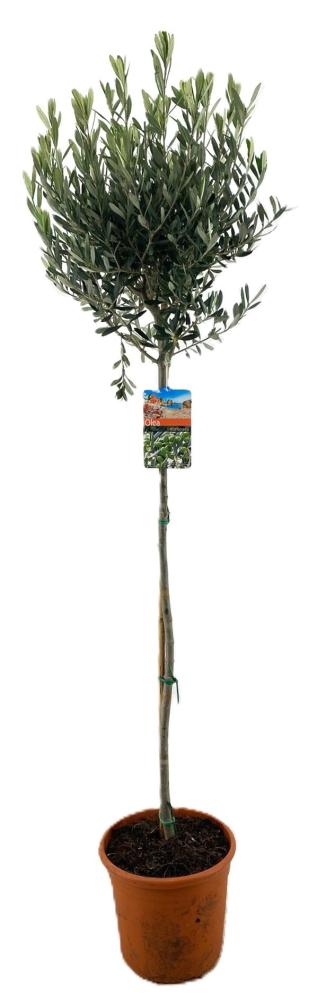 olea