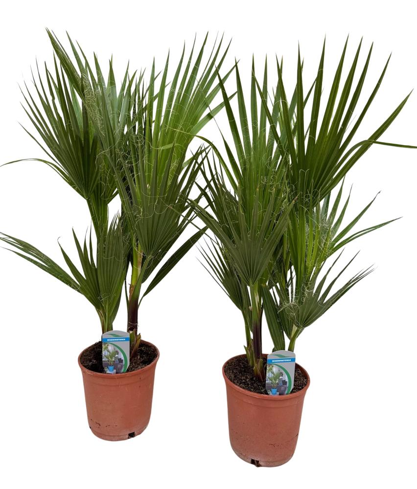 Washingtonia