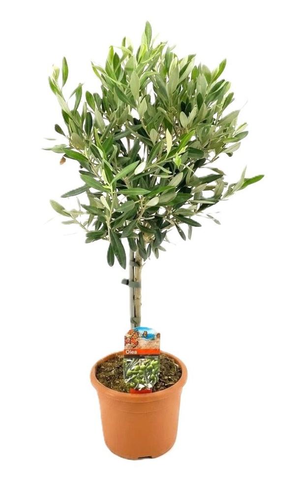 olea
