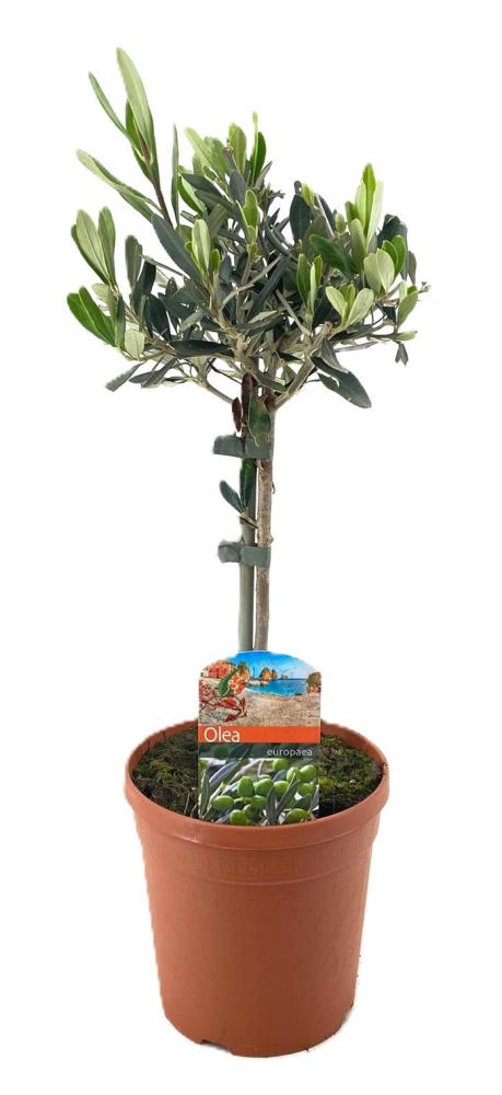 olea