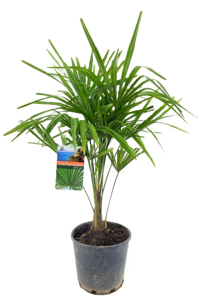 Trachycarpus