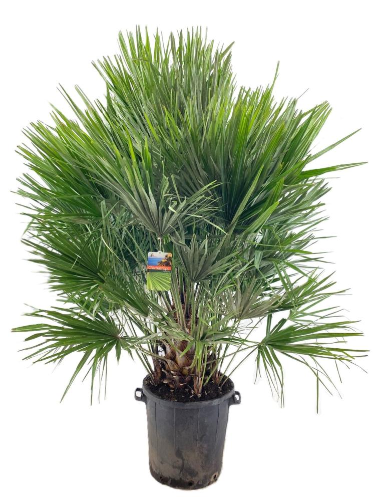 chamaerops