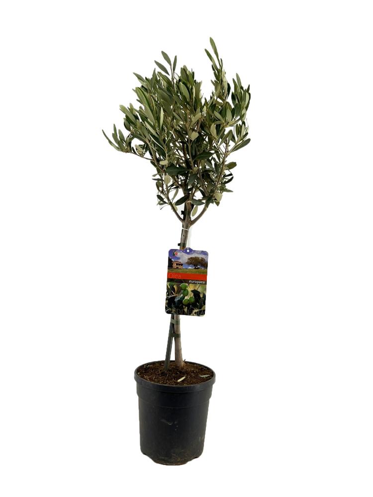 olea