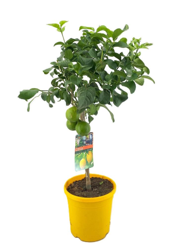 citrus