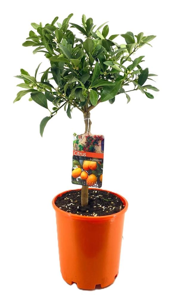Citrus
