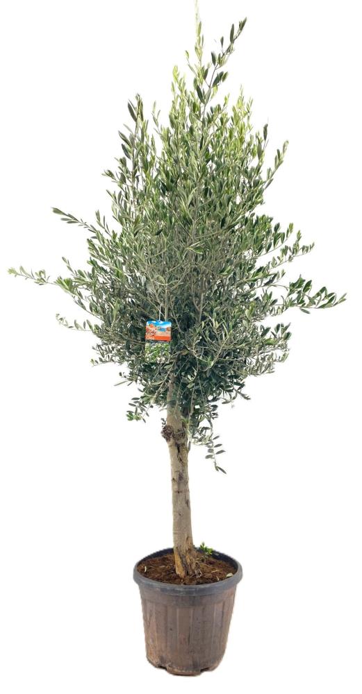 Olea