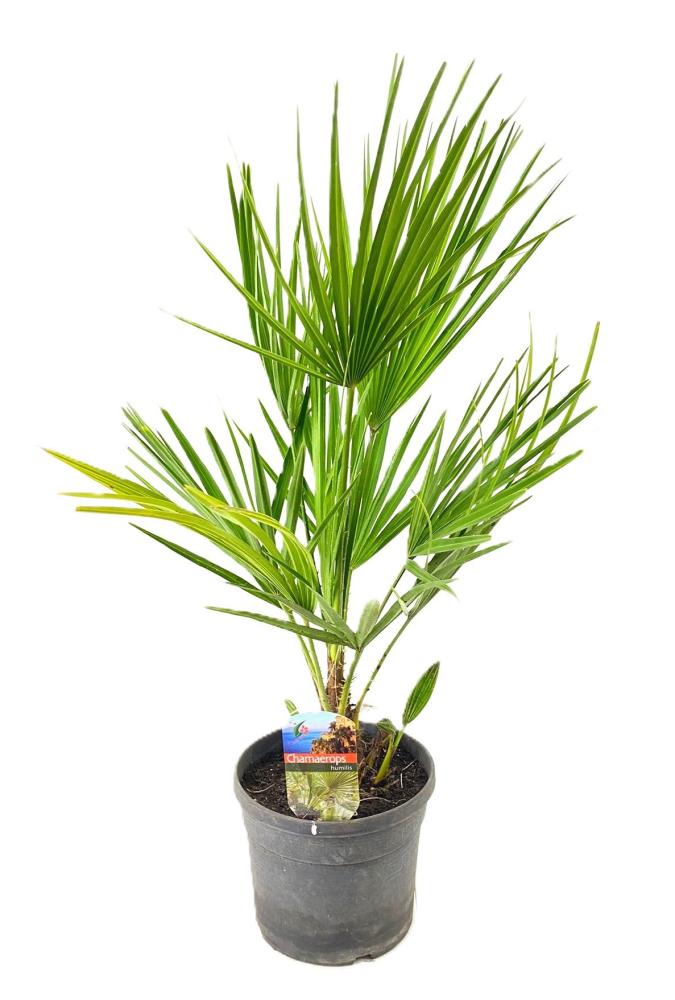 chamaerops