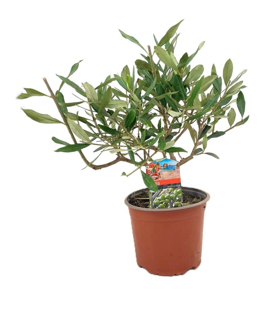 olea