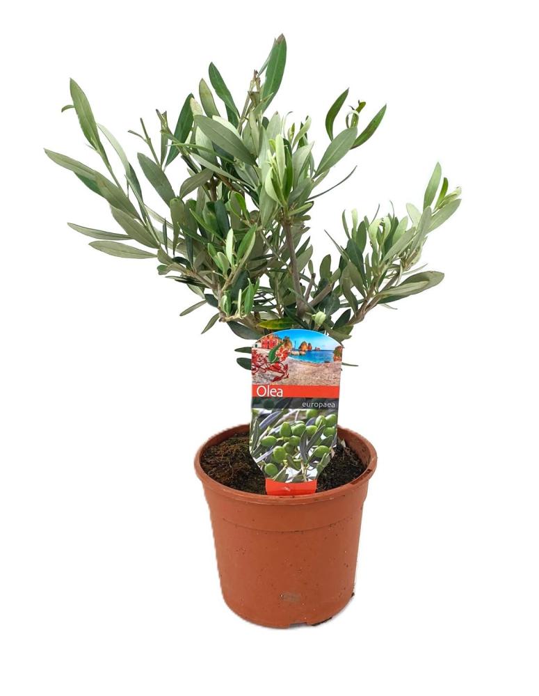 olea