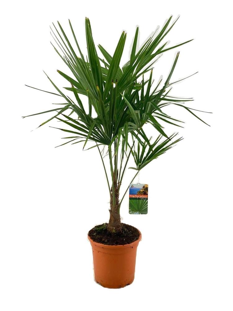 Trachycarpus