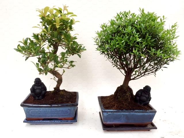 bonsai