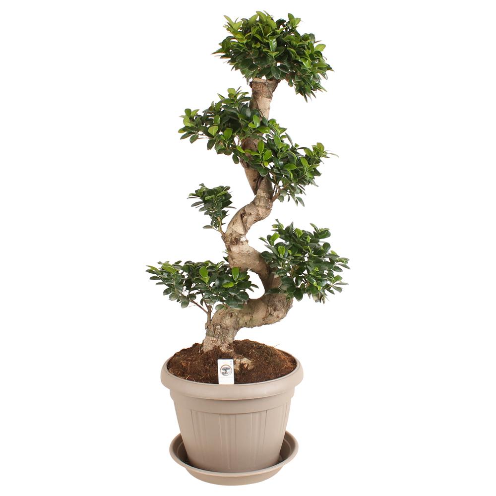 Ficus ginseng