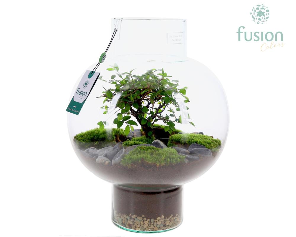 Bonsai