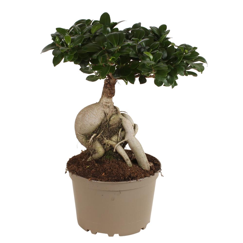 Ficus
