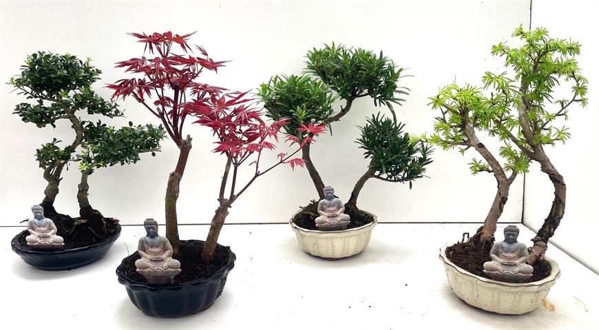 bonsai exterieur