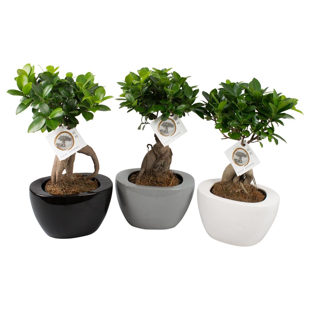 Ficus ginseng