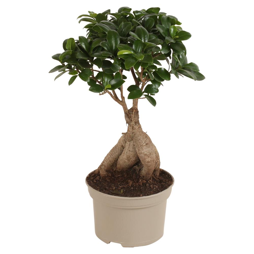 Ficus ginseng