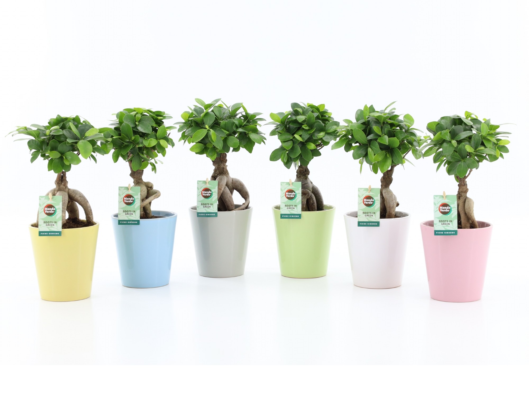 Ficus ginseng