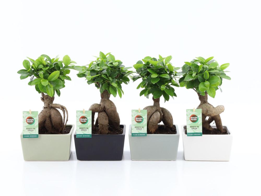 Ficus ginseng