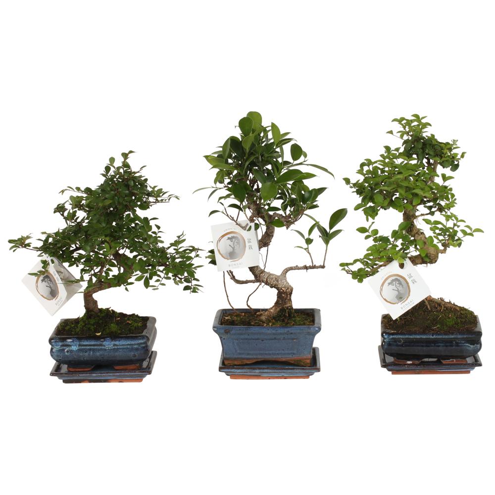 Bonsai