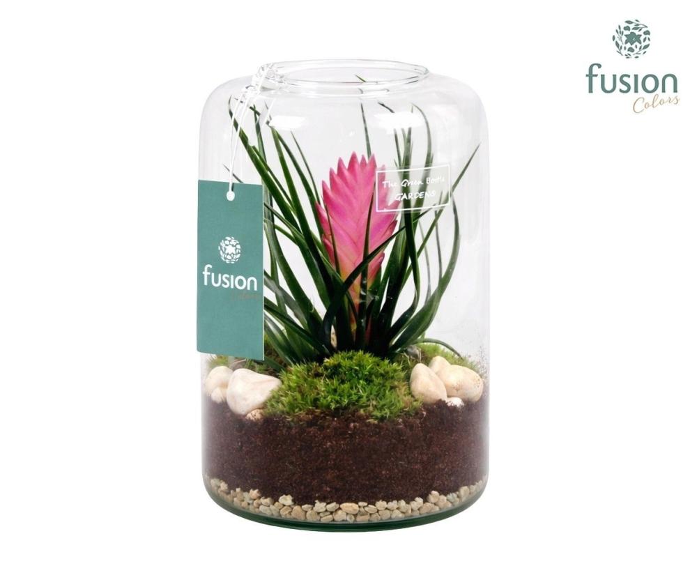 tillandsia cyanea