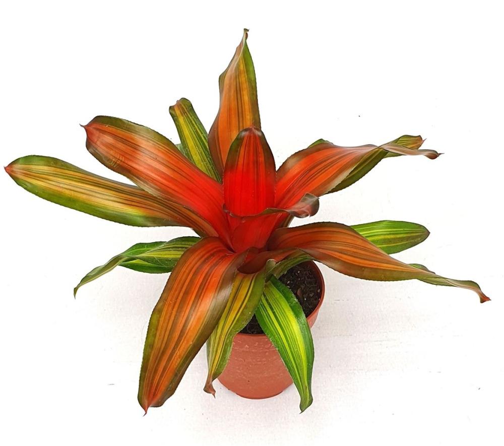 Neoregelia