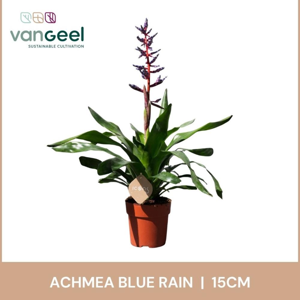 Aechmea