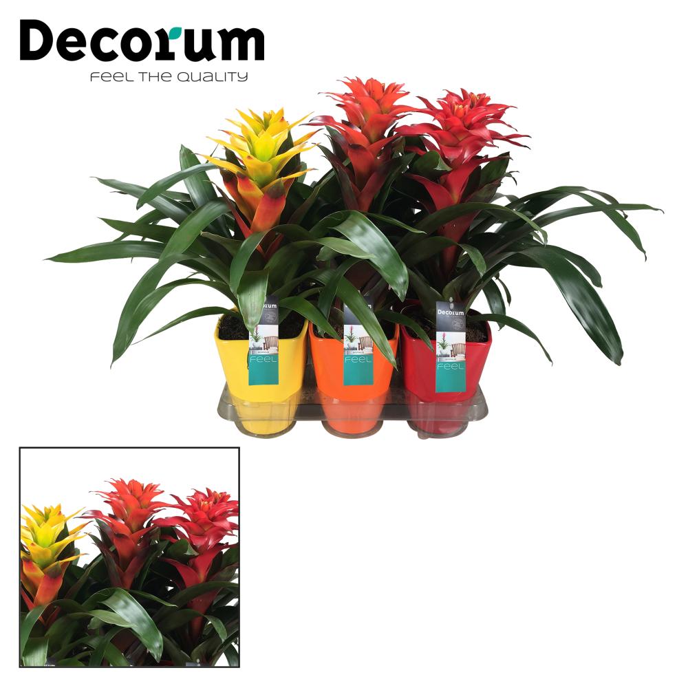 guzmania