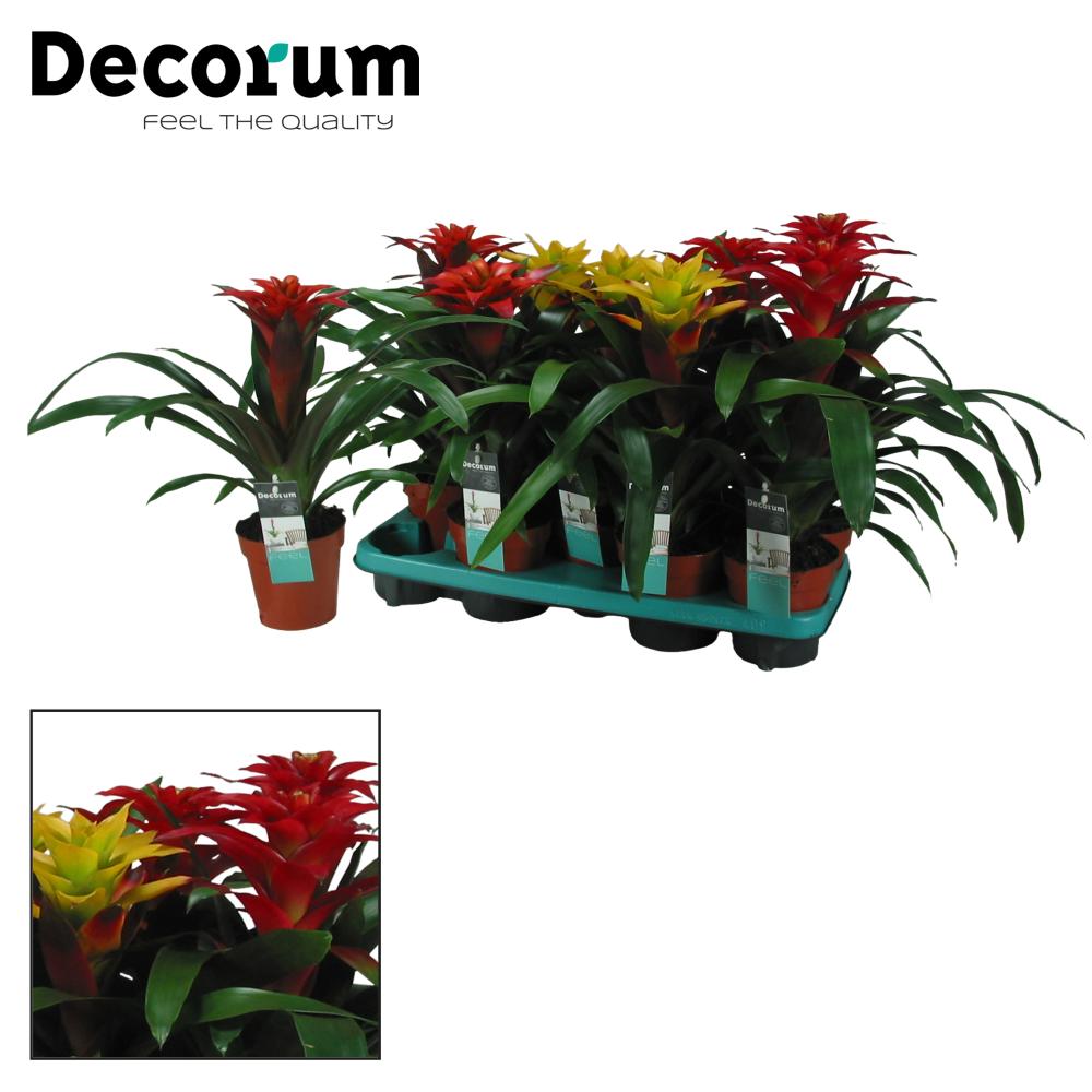 guzmania