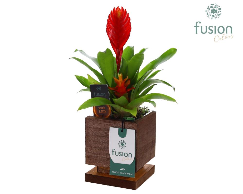Bromeliacea mix