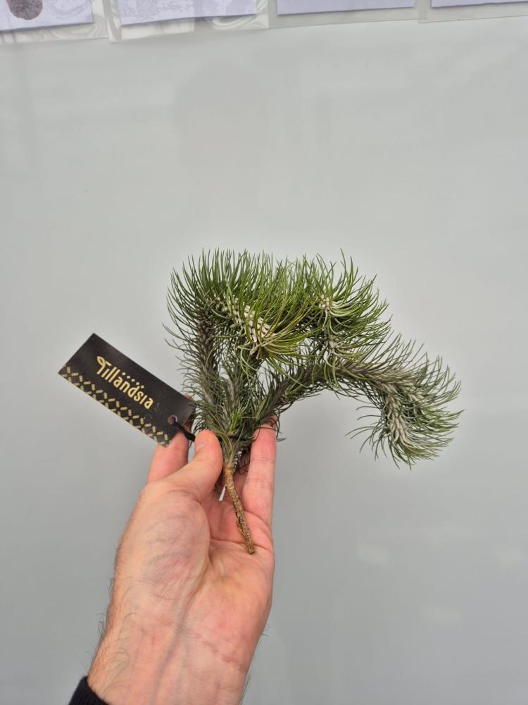 Tillandsia
