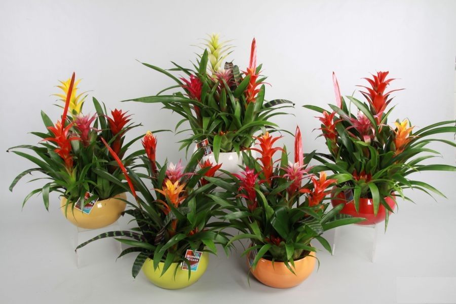 Bromeliacea mix