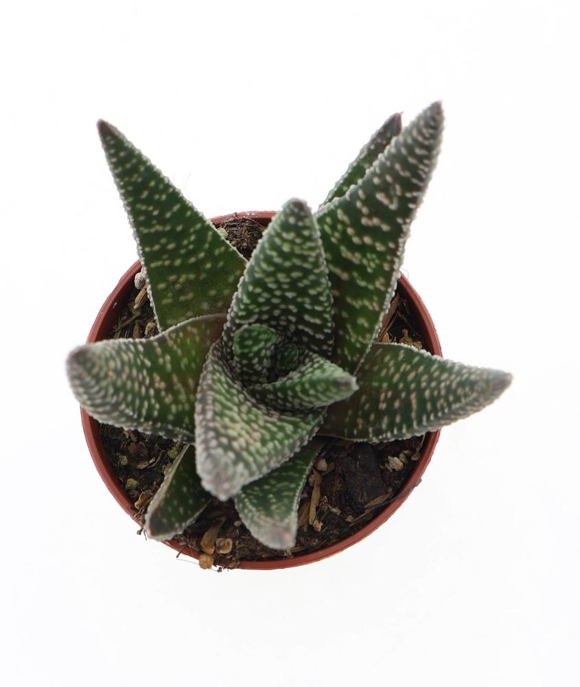 gasterhaworthia