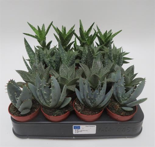 aloe
