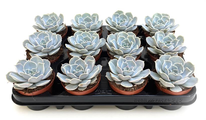 echeveria