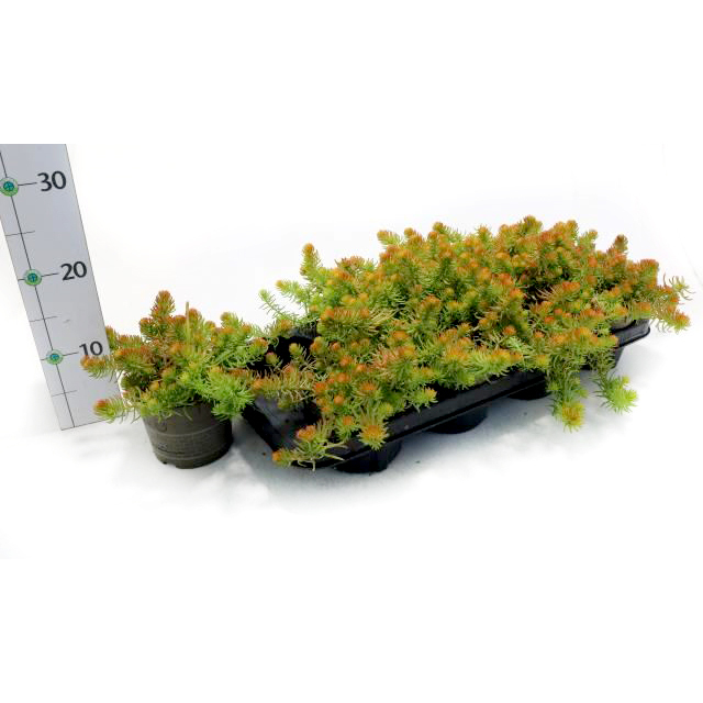 Sedum reflexum yellow cushion