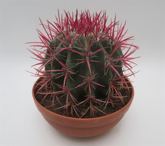 Ferocactus