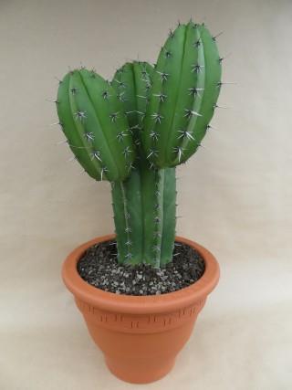 Polaskia