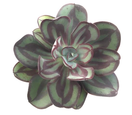 echeveria