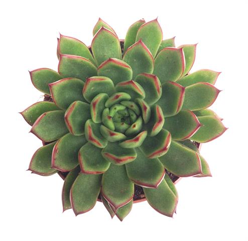 echeveria