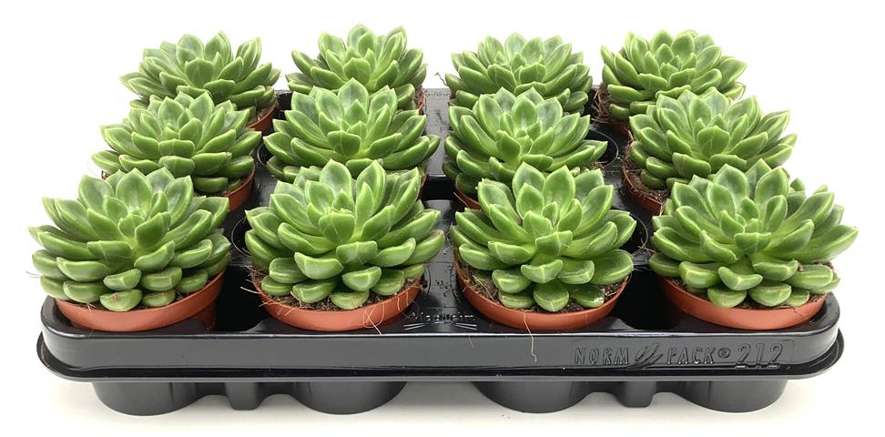 echeveria