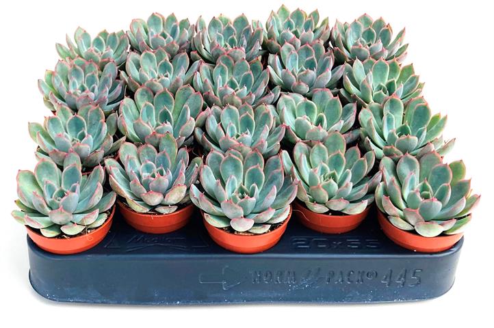 echeveria