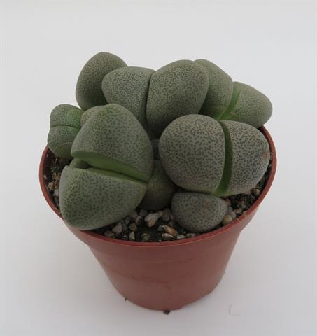 Pleiospilos