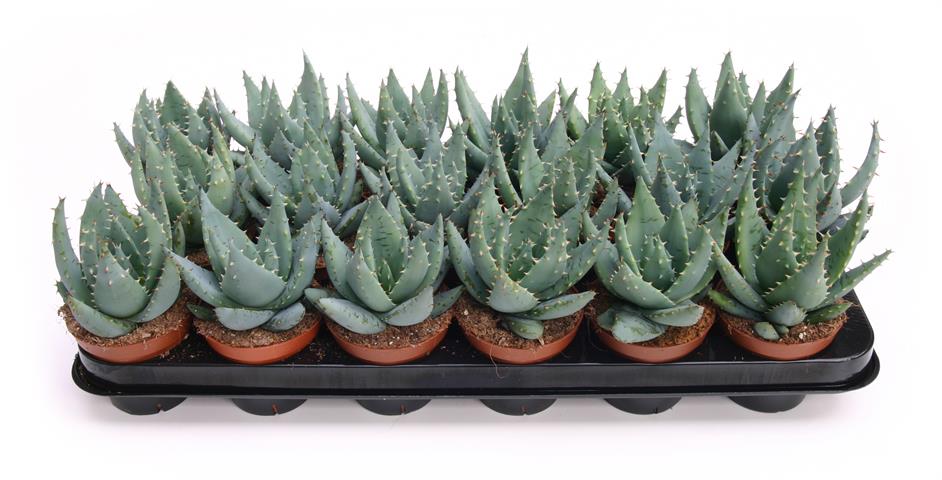 aloe