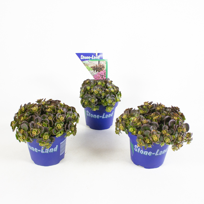 Sedum makinoi