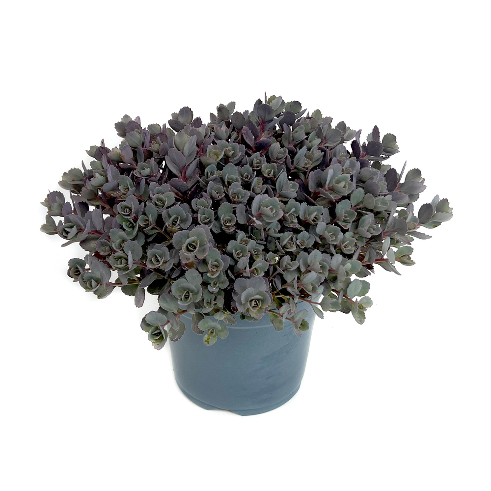 Sedum red canyon